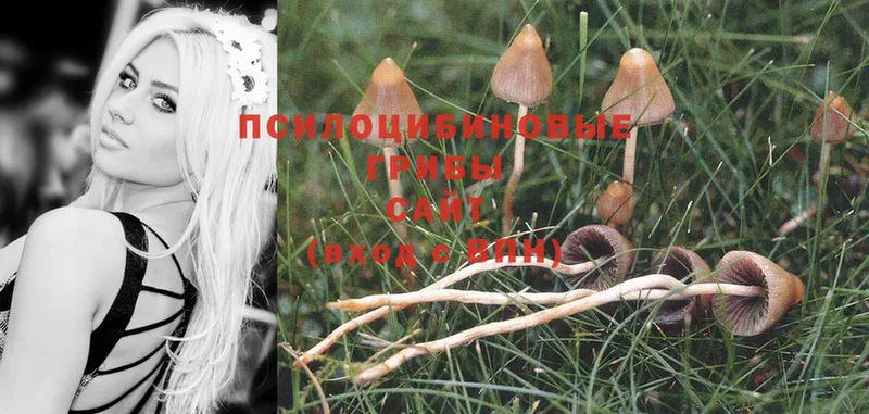 как найти закладки  мориарти формула  Псилоцибиновые грибы Psilocybe  Когалым  MEGA вход 